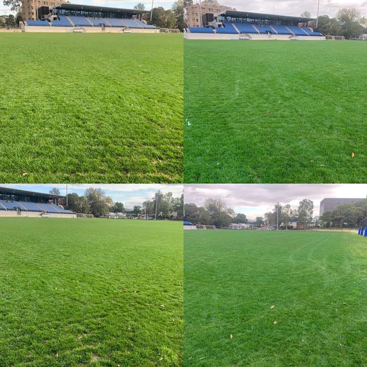 Vertmax turf colourant and pigment applied at 1L/Ha to ryegrass