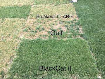 Comparative transition of perennial ryegrass vs Breakout with STT vs annual ryegrass