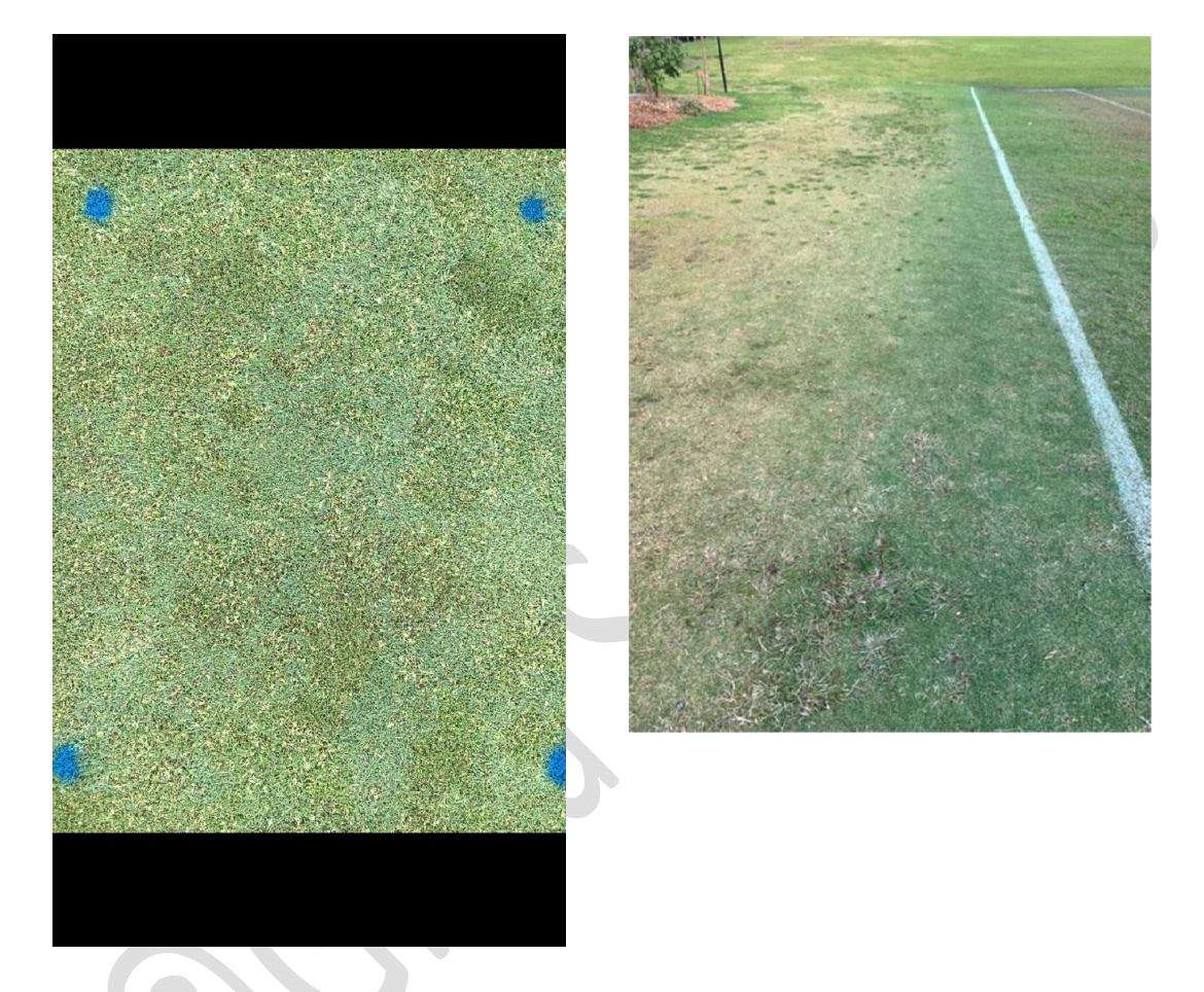Vertmax turf pigment and the colour response when applied to turf