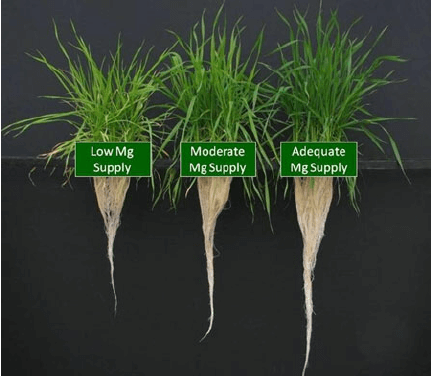 Mg deficiency in plants effects the shoot: root ratio. Low Mg and less root growth.
