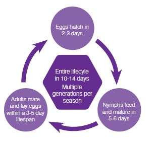 Life cycle of turf mites