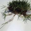 We supply Spyder 2 tall fescue for lawns