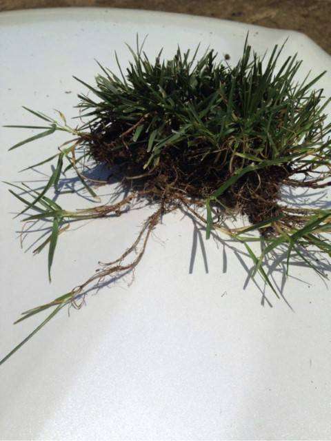 We supply Spyder 2 tall fescue for lawns