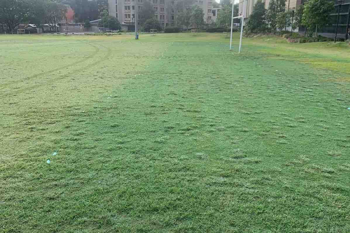 Sydney University Kikuyu grounds after being sprayed with Vertmax pigment and grass paint
