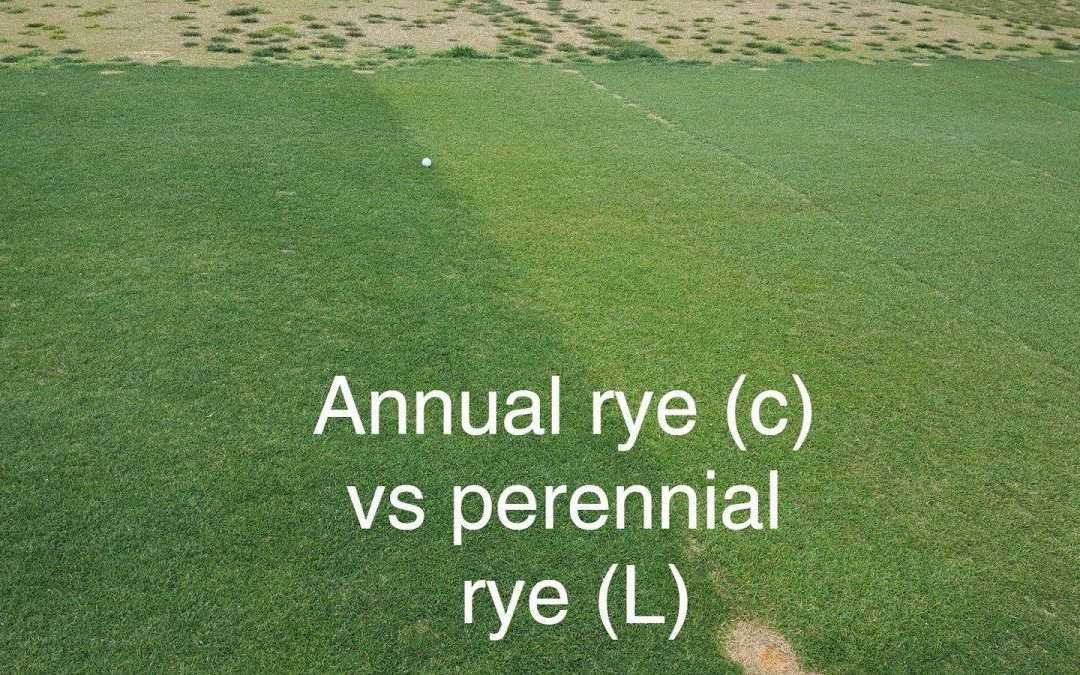 Perennial ryegrass vs annual ryegrass colour difference.