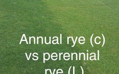 Turf ryegrass: NZ vs US. 32