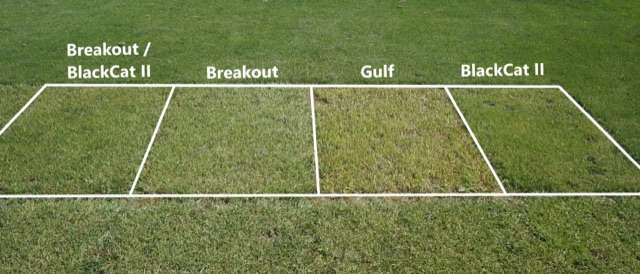 Different ryegrass seed used for overseeding transition out at different rates.