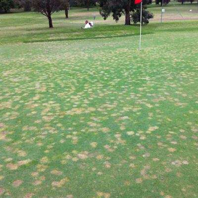 Company profile showing Nominee herbicide application on Poa annua golf green