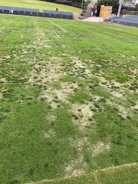 Poor timing of transitioning turf can lead to poor results