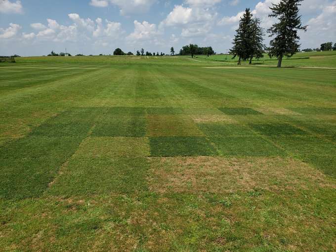 Turf trial plots looking grass seed for overseeding warm season turfgrass
