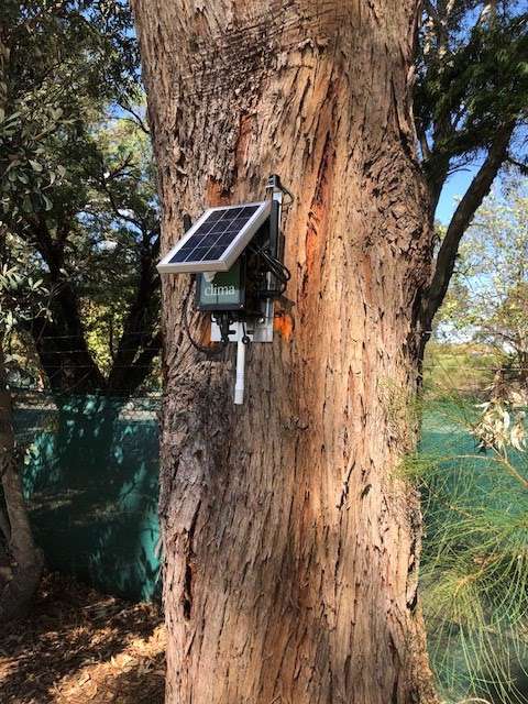 Omne-turf Wi-Fi sensing installed on a tree