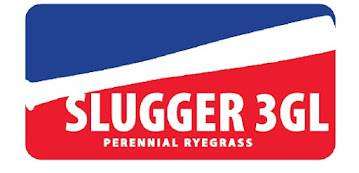 slugger 3gl perennial ryegrass is ideal for lawns