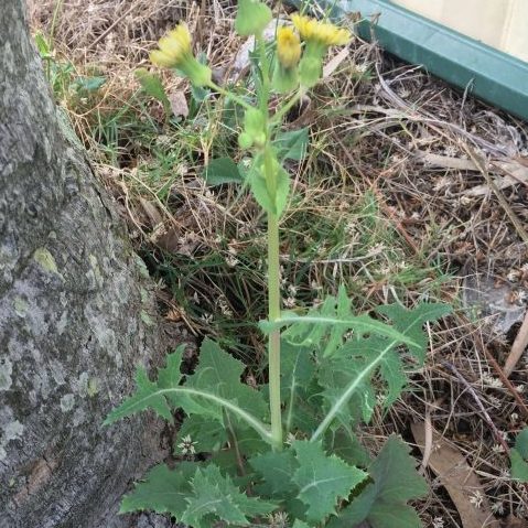 This photo in the Australian weed identification chart shows the distinct flower of the weed, dandelion