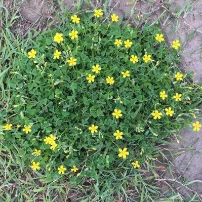 wood sorrrell is often confused with other weeds. The weed ID chart takes away the guess work. This weed is equally at home in light, medium or heavy soils with acid, neutral or basic pH, but that it prefers dry sites.