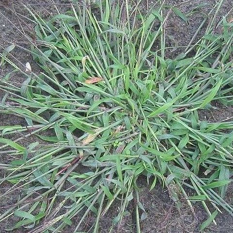 Summergrass tussock with seedhead