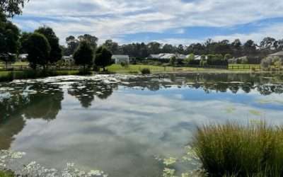 Blue-green algae control