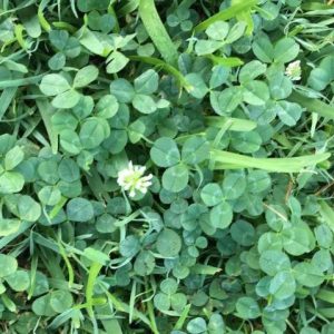 white clover image in turf