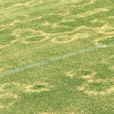 turf diseases such as ERI need identification by qualified sports turf consultants
