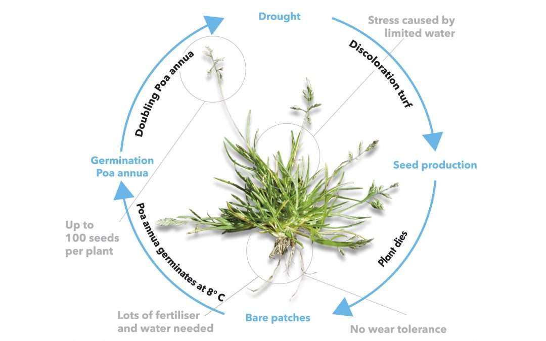 life cycle winter grass (poa annau0