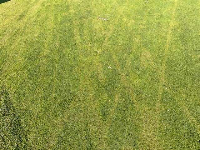 Tracking of Tribute on bent/Poa green