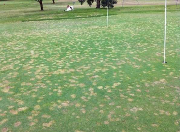 Nominee herbicide on a bent/Poa green with unacceptable turf injury. A good example of a sulfonylurea herbicide use incorrectly