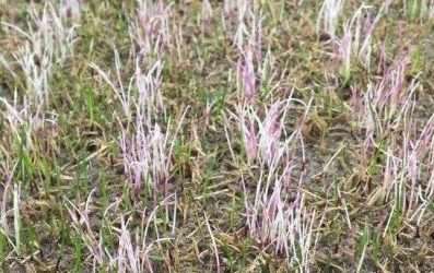 How to use pre-emergent herbicides. 11