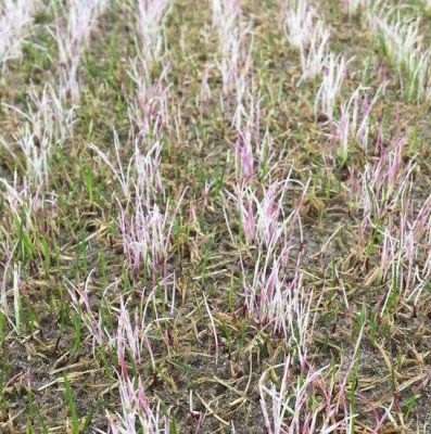 How to use pre-emergent herbicides. 11