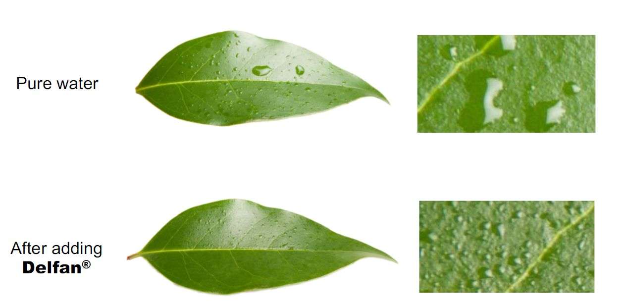 water drop with and without the addition of the bio-stimulant delfan Plus showing spreading effect.