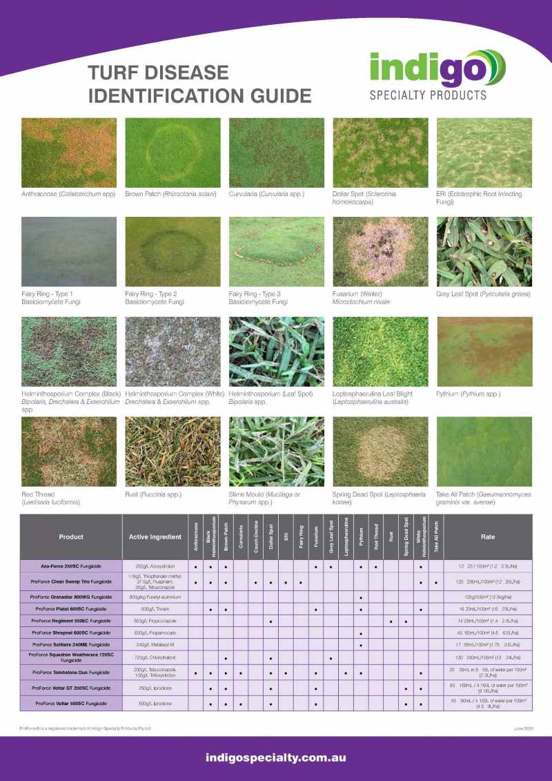 Disease and scarab ID. 13 GILBA SOLUTIONS