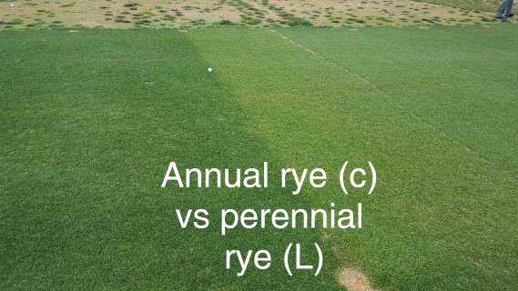 Perennial ryegrass as a grass for overseeding has a much darker colour than annual rye. 