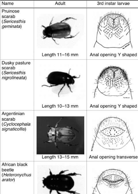 Using scarab grubs raster for Identification