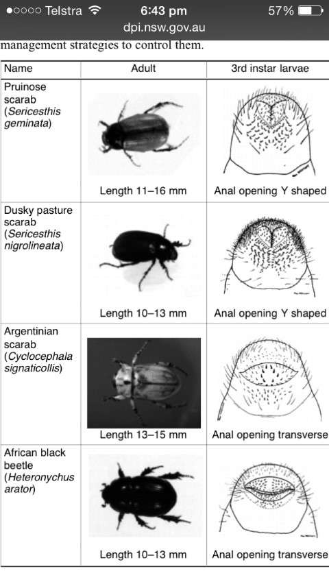 Using scarab grubs rear ends for ID