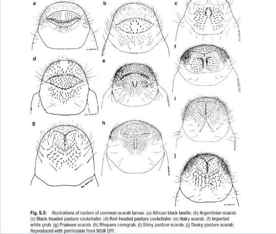 Using scarab grubs raster for ID