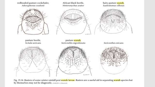 Using scarab grubs raster for Identification