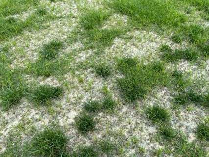 Chemical control of perennial ryegrass has to be carried out when temperatures are high enough to ensure the chemical works properly and the oversown couch is actively growing. If temperatures are too cool the result is clumpy ryegrass and bare patches as the couch cannot fill in.