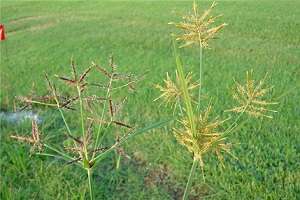 yellow vs purple nutgrass flower comparison