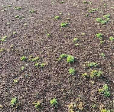 Excessive rainfall can be a major contibuting factor to poor results from herbicides. Here winter grass breakthrough has occured after the failure of a pre-emergent herbicide