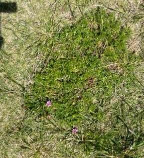 Identify Guildford grass (onion grass) using the turf weed ID chart by its purple flower