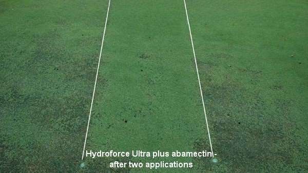 Hydroforce Ultra turf wetting agent plus abamectin after two applciations gave significant improvements in turf health. 
