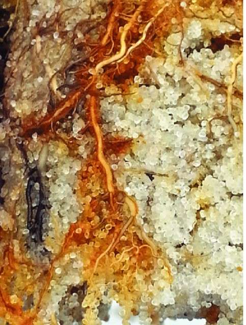 Iron oxidation associated with root growing in sand