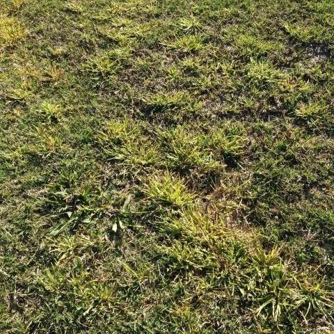 Sulfonylurea herbicide killing winter grass