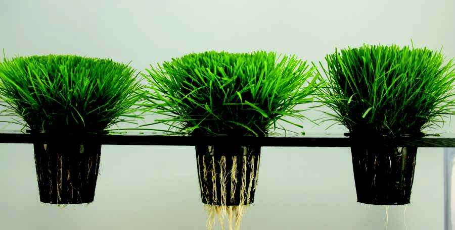 Faster root establishment using Lexicon Intrinsic fungicide