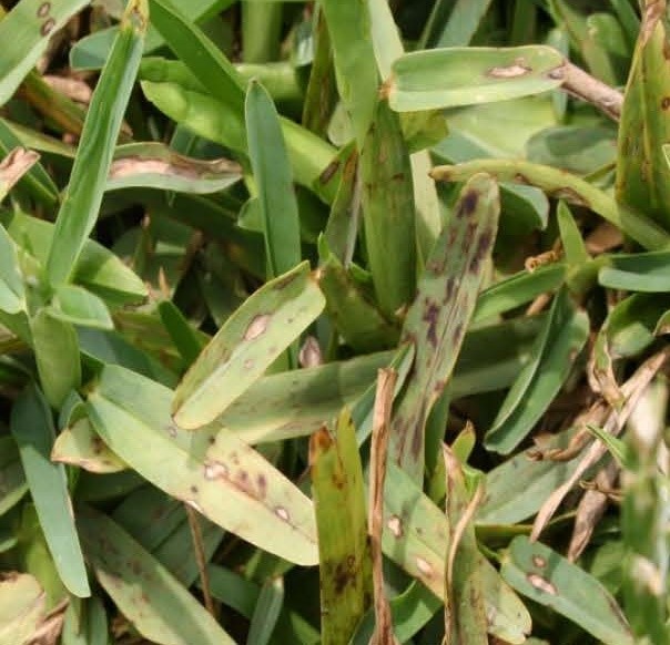 Grey leaf spot is a common disease of buffalo grass