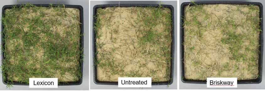 No plant growth regulator effect (PGR) using pyraclostrobin and fluxapyroxad in a 1:2 ratio