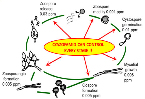 Segway is effective against all stages of pythium