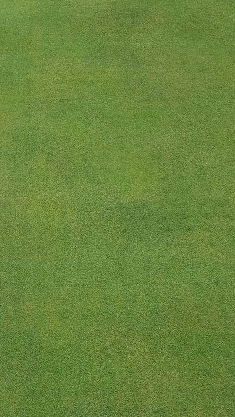 Pythium Root Rot after treatment with Segway fungicide