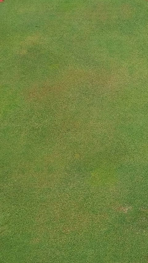 Pythium Root Rot before treatment with Segway fungicide