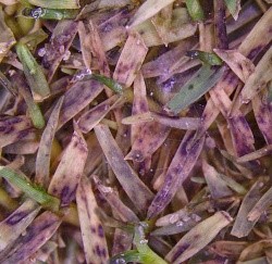 Bipolaris is also called leaf spot and is a common lawn disease