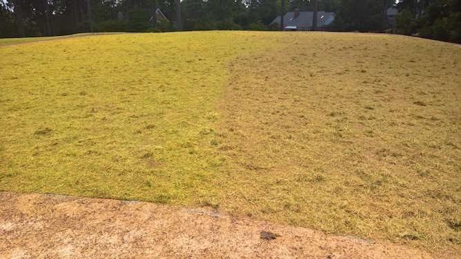 Lexicon fungicide pre treated couch sprigs on left, untreated on right.