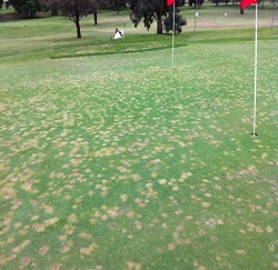 herbicide damage can often be mistaken for turf disease